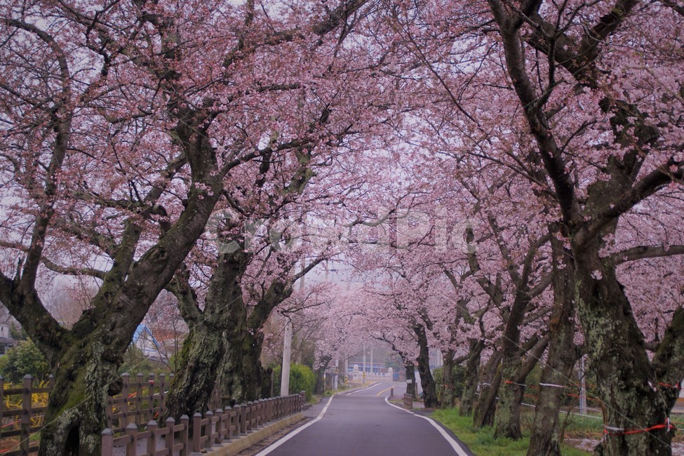 꽃,벚꽃,벚나무,나무,자연,식물,자연풍경,봄,spring,nature,trees,감성,분홍색,pink,길,풀,초록,green,sky,하늘,봄,계절,spring,season,식물,자연,plants,nature,꽃,flower,plant,blossom