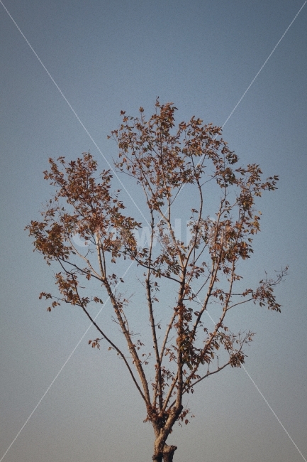 가을,나무,낙엽,하늘,풍경,가을하늘,쌀쌀함,차가움,fall,autumn,fallenleaves,sky,landscape,view,cold,계절,season,단풍,fallfoliage,가을,계절,fall,autumn,season,식물,자연,plants,nature,나무,trees,wood