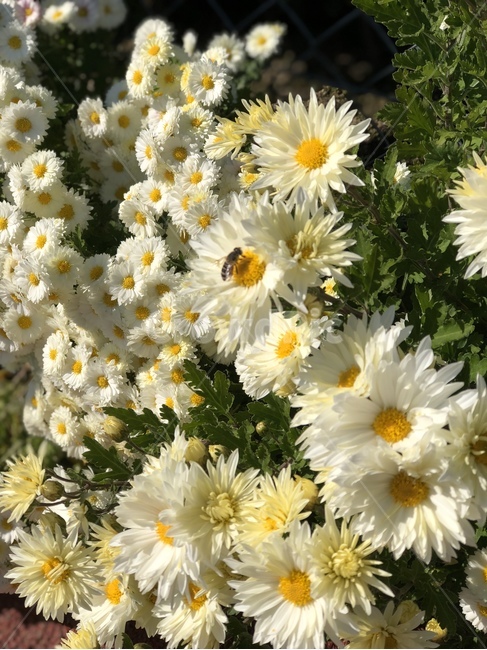 꿀벌,하얀국화,국화,길가꽃,꽃,식물,자연,plants,nature,꽃,flower