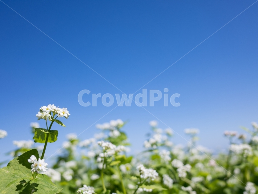 메밀꽃,풍경,하늘,꽃사진,제주도,식물,자연,plants,nature,꽃,flower