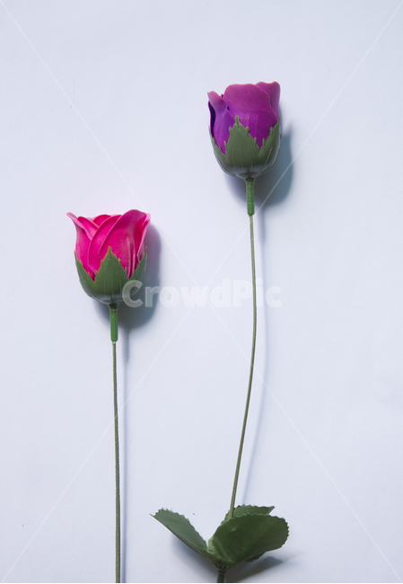 장미,로즈,꽃,플라워,조화,비누,비누꽃,줄기,흰배경,클로즈업,사물,자연,식물,퍼플,보라색,탑,탑뷰,탑앵글,핑크,분홍,자주색