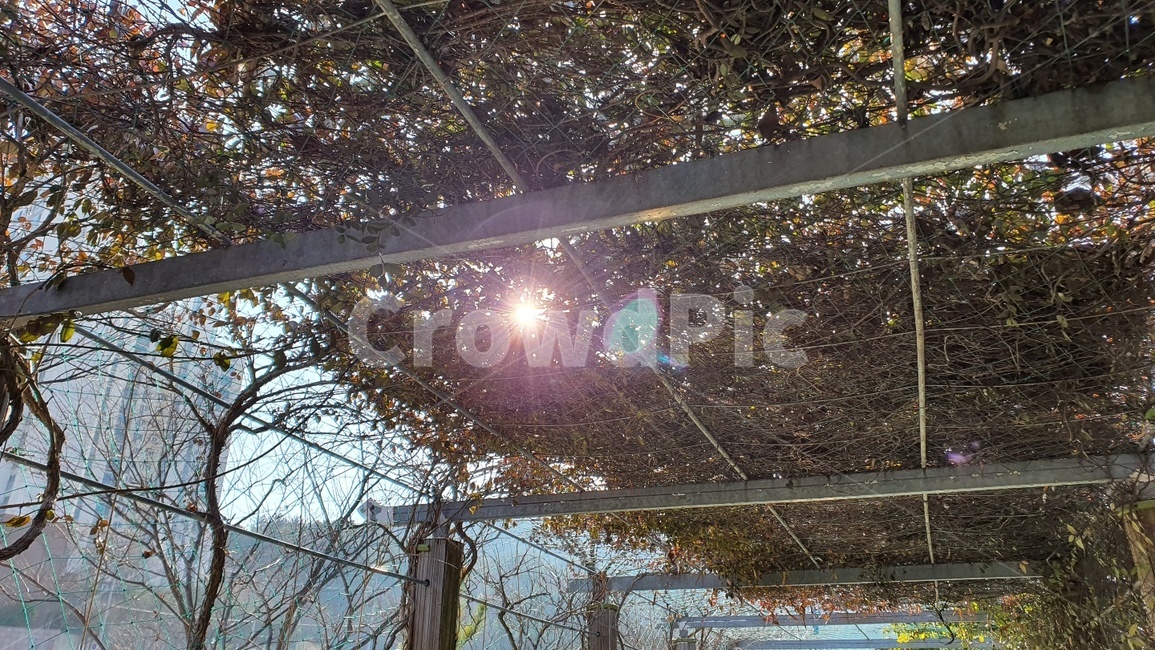 flare,플레어,light,빛,나무,풀,자연,빈틈,햇살