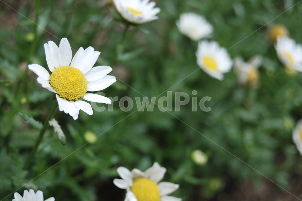 데이지,flower,daisies,꽃,들꽃,비온뒤,식물,자연,plants,nature,꽃,flower