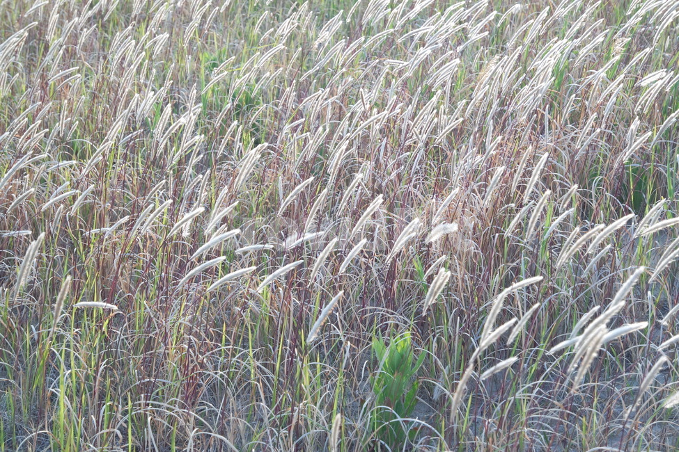 가을,갈대,갈대밭,autumn,reed,바람