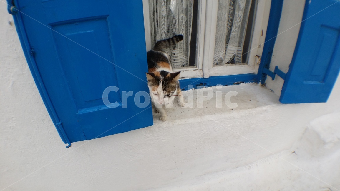 pet,고양이,cat,동물,animal,파란대문,파란문,애완동물,동물,animal,포유류,mammal