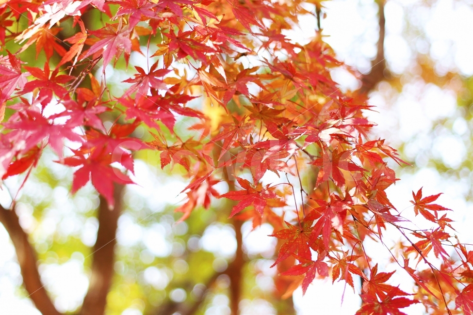 가을,단풍,낙엽,view,풍경,canon,100d,dslr,감성,스냅,울긋불긋,단풍놀이,가을,계절,fall,autumn,season,식물,자연,plants,nature,plant,leaf,잎,tree,나무,maple