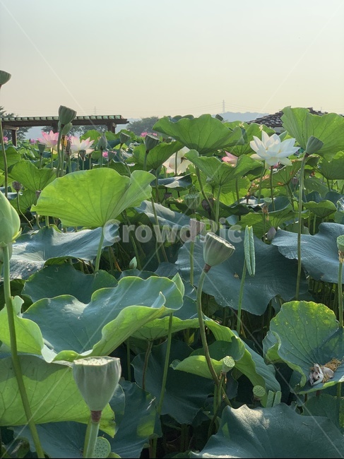 plant,blossom,flower,꽃,연꽃,연꽃잎,흰색꽃