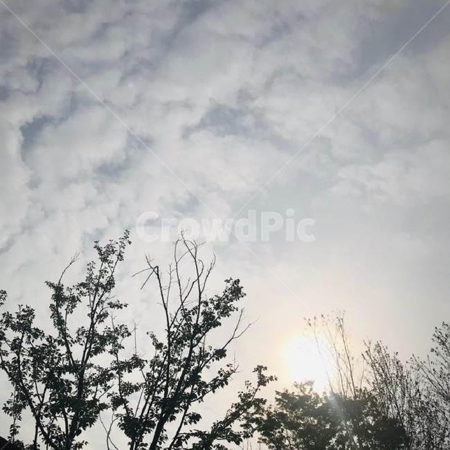 구름,나무,해,일몰,하늘,풍경