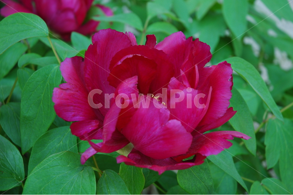 모란,보라,목단,꽃,paeoniasuffruticosa,식물,자연,plants,nature,꽃,flower