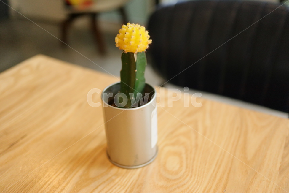 선인장,화분,카페인테리어,책상,작은화분,식물,식물,자연,plants,nature,실내용화초,화분,화초,house plant