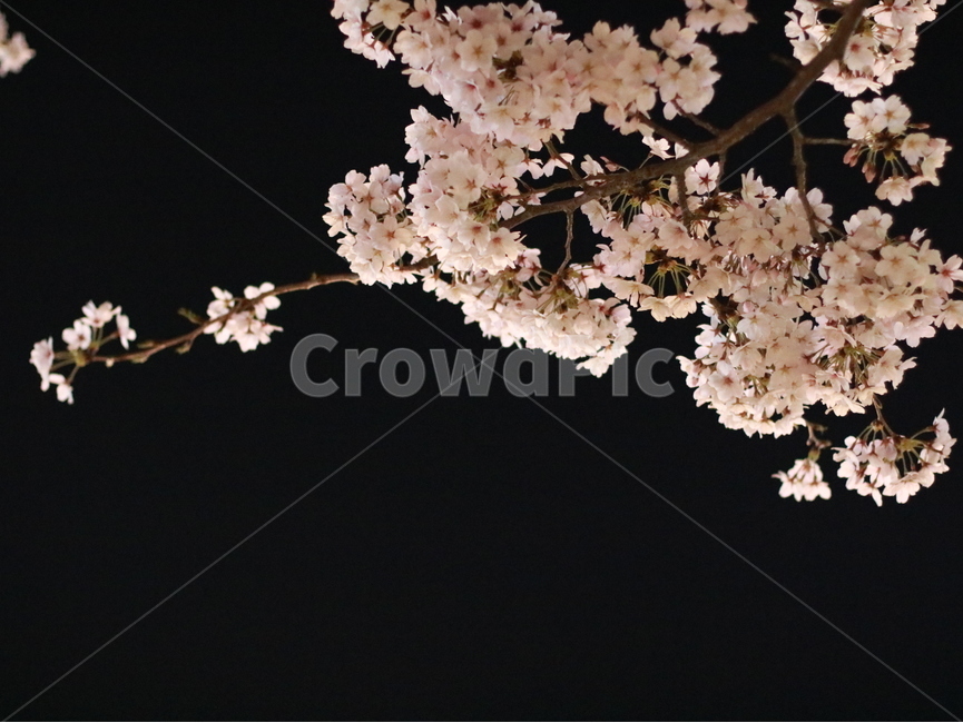 봄,꽃,벚꽃,밤벚꽃,온천천,식물,나무,FLOWER,SPRING,자연,밤,봄,계절,spring,season,야경,밤,풍경,nightscape,night,landscape,식물,자연,plants,nature,꽃,flower,plant,blossom