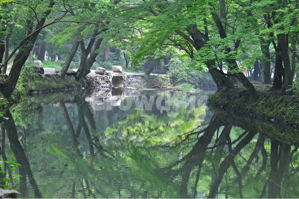 stream,흐름,forest,숲,outdoors,옥외,water,물,nature,자연,tree,나무,plant,식물,vegetation,초목,고창,선운사,도솔천,선운사계곡,도솔천계곡,계곡,여름,계절