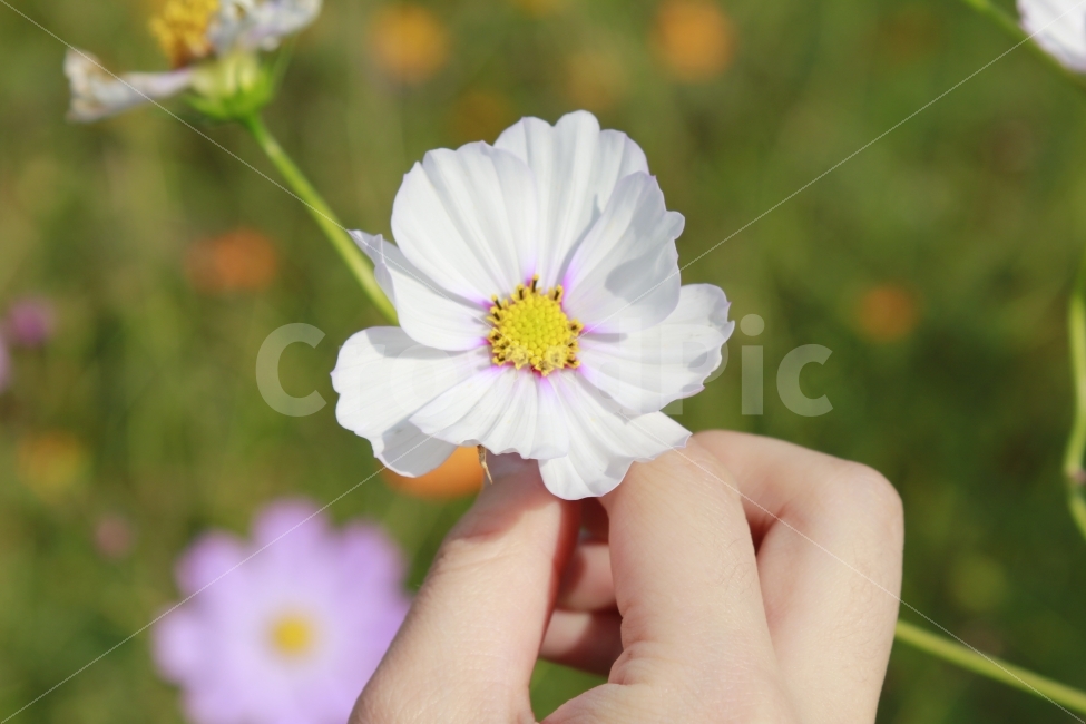 사람,꽃,손,연애,느낌,사랑,바라보기,식물,자연,plants,nature,꽃,flower,사람,인물,인간,human,person,신체일부,몸,body,감성,sensible,feeling