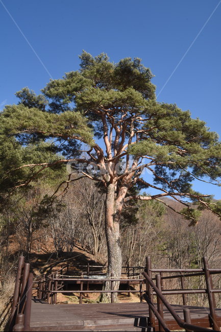 지리산,뱀사골,천년송,명품소나무,와운리,국립공원,신목,소나무,나무,tree