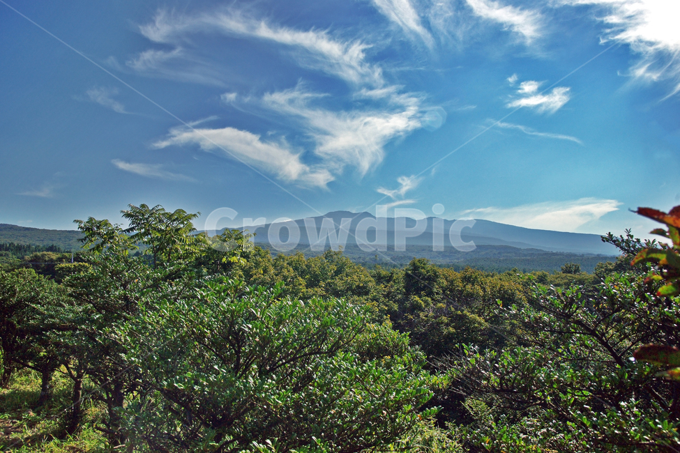 제주도,한라생태숲,한라산,중산간,숲,푸른하늘,구름,자연,자연,풍경,nature,landscape,한국자연풍경,한국자연경관,korea nature landscape,outdoors,옥외,plant,식물,vegetation,초목