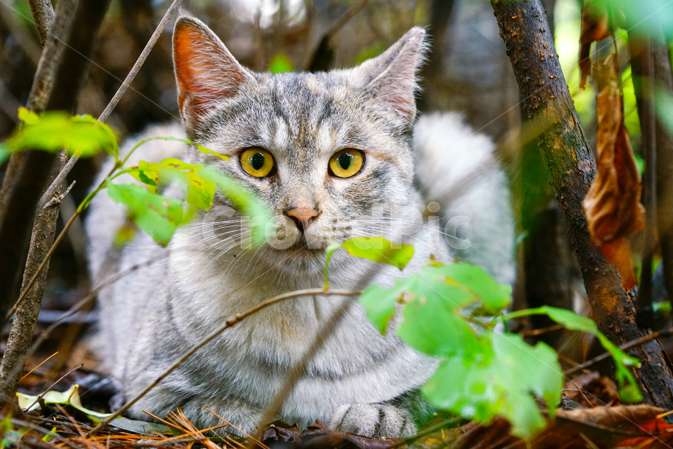 bread,pretty,Meow,spying,Concentration,wild animals,observe,hide and seek,Pets,stray cat,wanderer,cat,Cutie,abandoned cat,pet