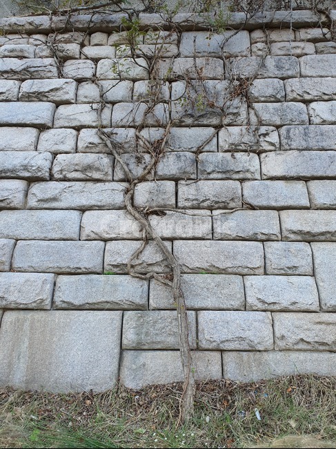 넝쿨나무,덩굴나무,넝쿨,넝쿨가지,덩굴,벽,wall,식물,가을,겨울,walkway,sidewalk