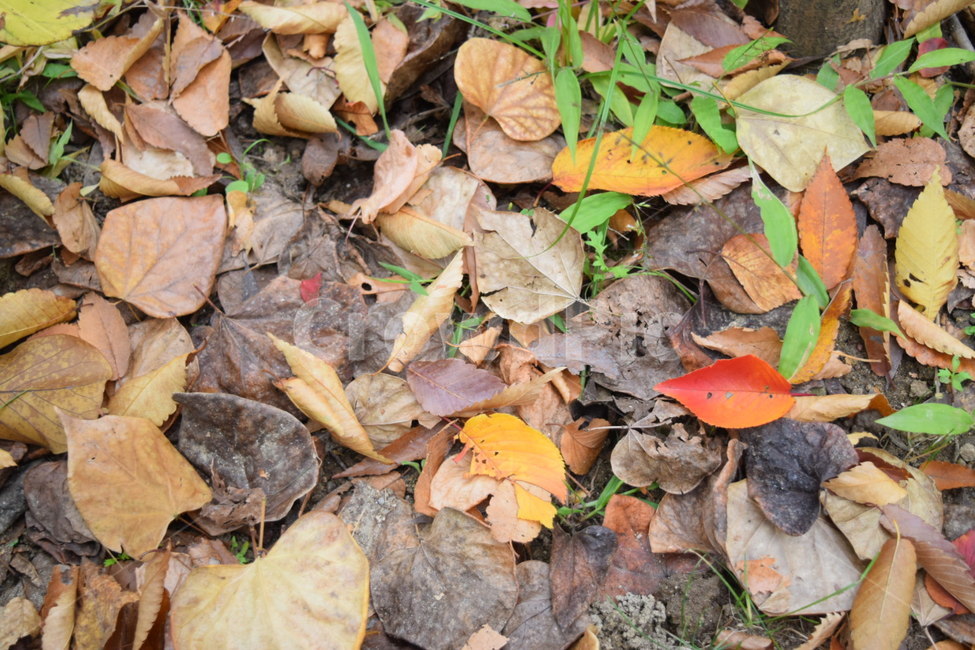 낙엽,가을,단풍,leaf,잎,ground,바닥,가을,계절,fall,autumn,season,plant,식물