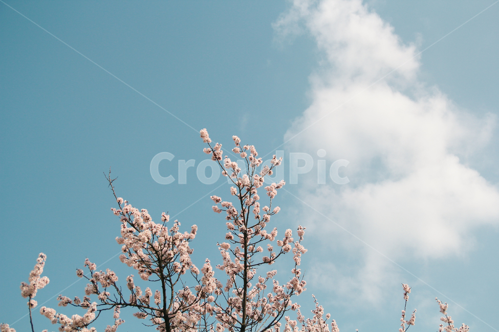 벚꽃,하늘,봄,감성사진,자연,풍경,봄,계절,spring,season,식물,자연,plants,nature,꽃,flower,감성,sensible,feeling,plant