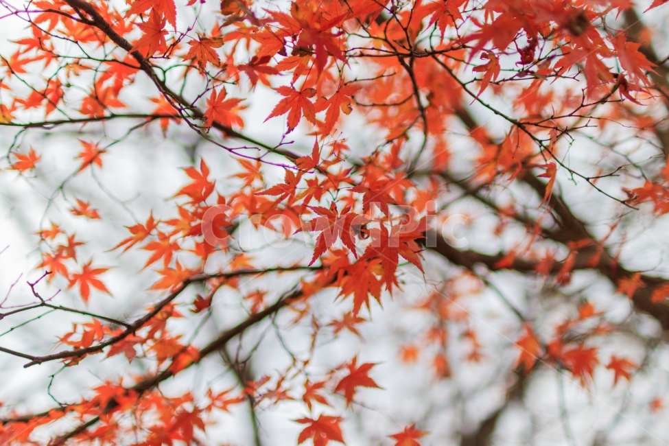 단풍,가을,maple,풍경,단풍잎,자연,가을,계절,fall,autumn,season,식물,자연,plants,nature,감성,sensible,feeling,leaf,잎,plant,tree,나무