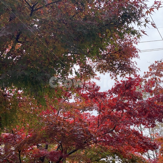 단풍,나무,plant,식물,tree,maple,가을,계절,fall,autumn,season