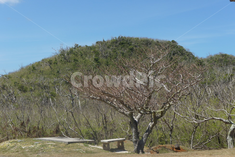 나무,특이한,나뭇가지,tree,plant,식물,treetrunk,나무줄기,숲,벤치,공원