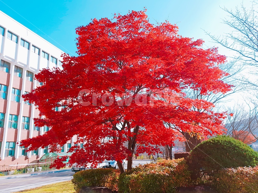 풍경,하늘,단풍나무,햇빛,구름,가을,계절,fall,autumn,season,자연,풍경,nature,landscape,tree,plant,식물,maple,단풍