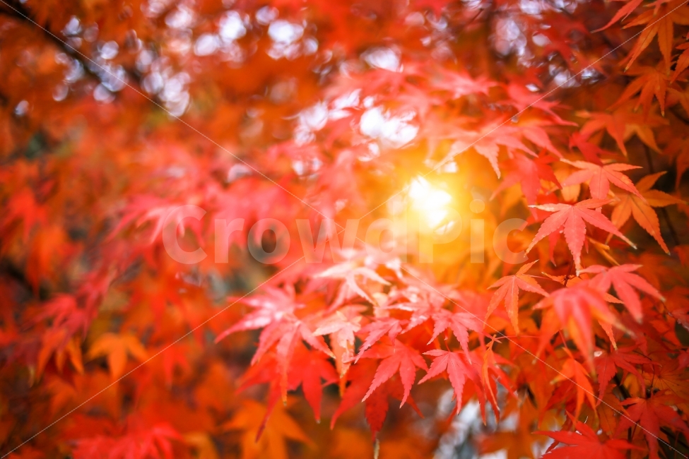 가을,낙엽,단풍,적색,홍엽,나무,해,태양,빛,감성,계절,풍경,가을,계절,fall,autumn,season,식물,자연,plants,nature,leaf,잎,plant,tree,maple