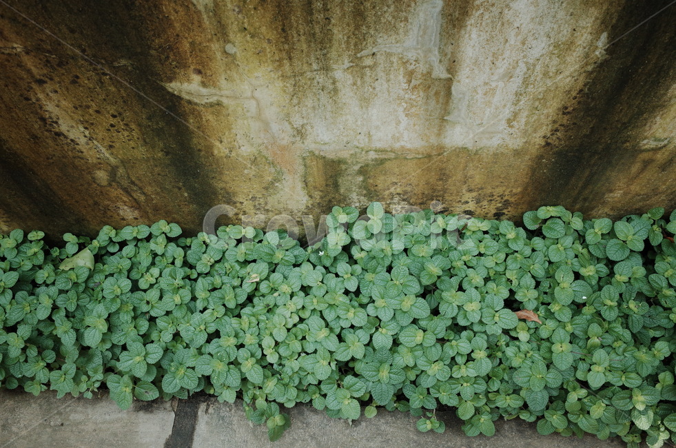 화분,plant,식물,벽,풀