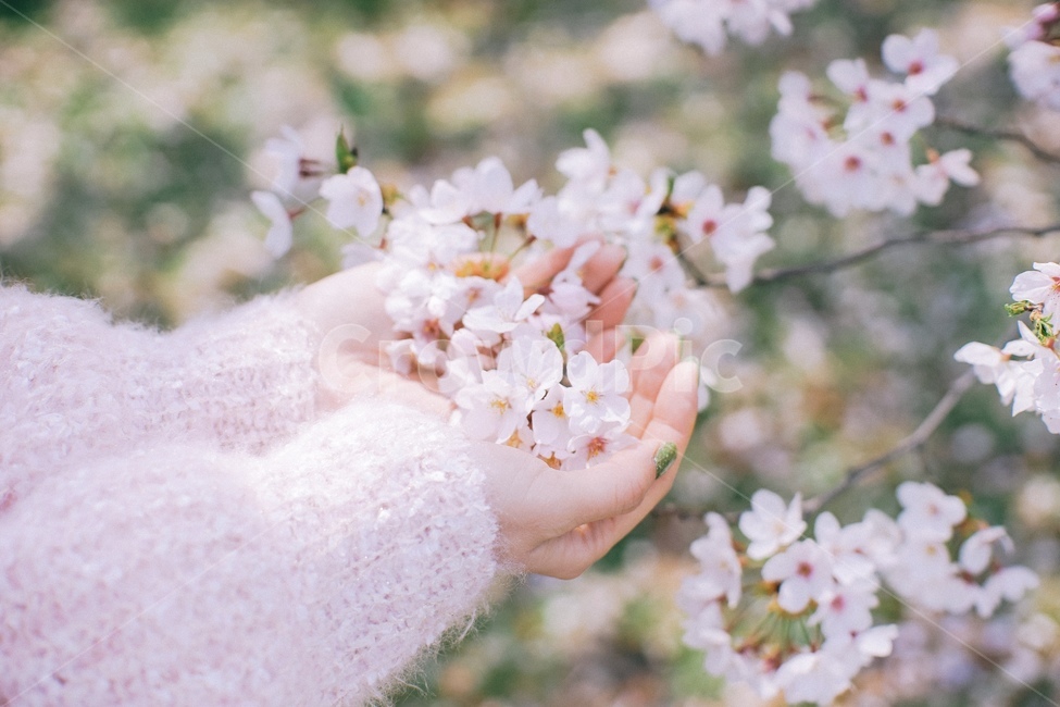 봄,벚꽃,벚나무,봄꽃,잔디,꽃,손,꽃잎,봄,계절,spring,season,식물,자연,plants,nature,꽃,flower,신체일부,몸,body,plant