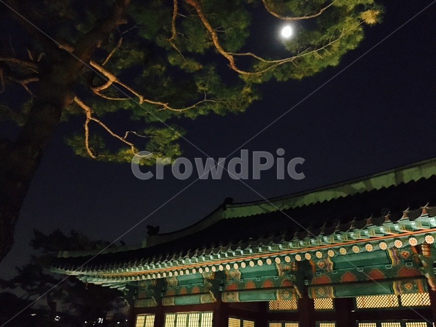 달,소나무,창덕궁,고궁,단청,야간개장,고즈넉,달빛,야경,밤,풍경,nightscape,night,landscape,한국전통,한국문화,korean traditional,korean culture,건축물,건물외관,exterior,building,structure,architecture,construction,건물,worship,예배,shrine,신사,pagoda,탑