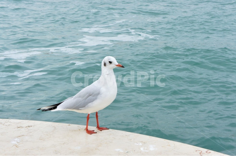 갈매기,새,바다,조류,베네치아,이탈리아,동물,animal,조류,새,birds