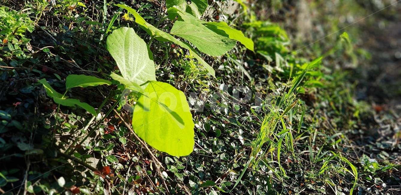 가을,자연,식물,초록색,풍경,감성,서정,nature,season,autumn,fall,green,d잎,식물,자연,plants,nature