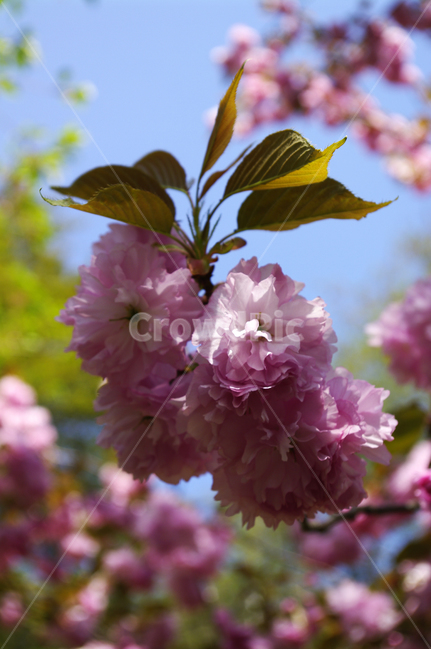겹벚꽃,꽃,flower,계절,봄,spring,봄,계절,spring,season,식물,자연,plants,nature,꽃,flower,plant,blossom