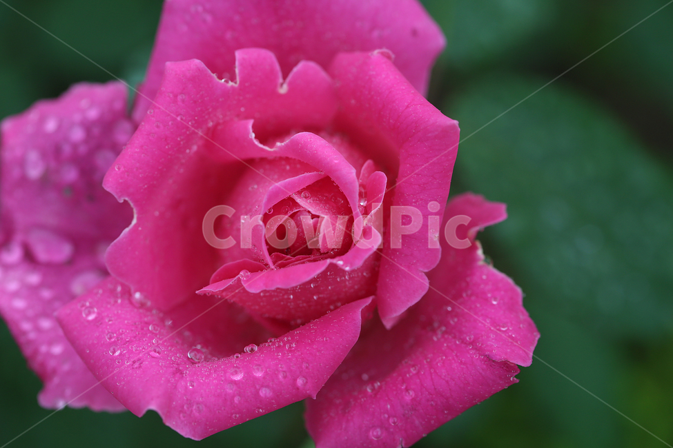 꽃,장미,빗방울,flower,rose,raindrop,식물,자연,plants,nature,꽃,flower
