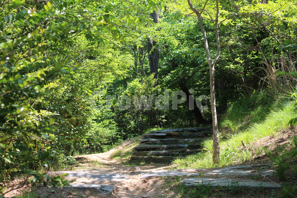 산,슾,자연,등산,산책로,풍경,길,배경,잎,나무,풀,계단