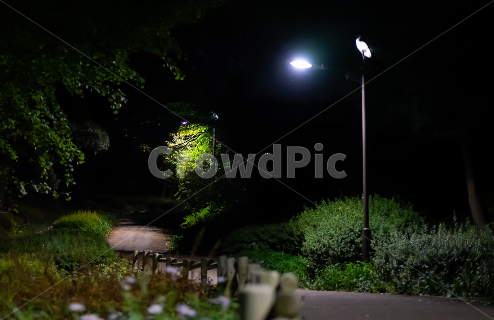 산책,감성,야경,길,가로등,밤산책,수원,수원화성,산책로,suwon,landscape,야경,밤,풍경,nightscape,night,landscape