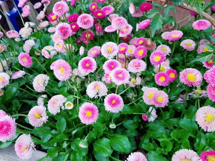 봄,spring,공원,꽃,봄꽃,화분