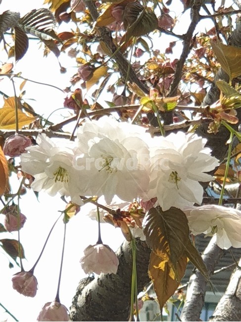 흰겹벚꽃,겹벚꽃나무,봄꽃나무,왕벚꽃,장미과나무