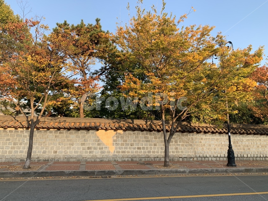 단풍,나무,풍경,tree,plant,식물,나무줄기,tarmac,타맥,asphalt,아스팔트,가을,계절,fall,autumn,season,tree trunk,나무 줄기