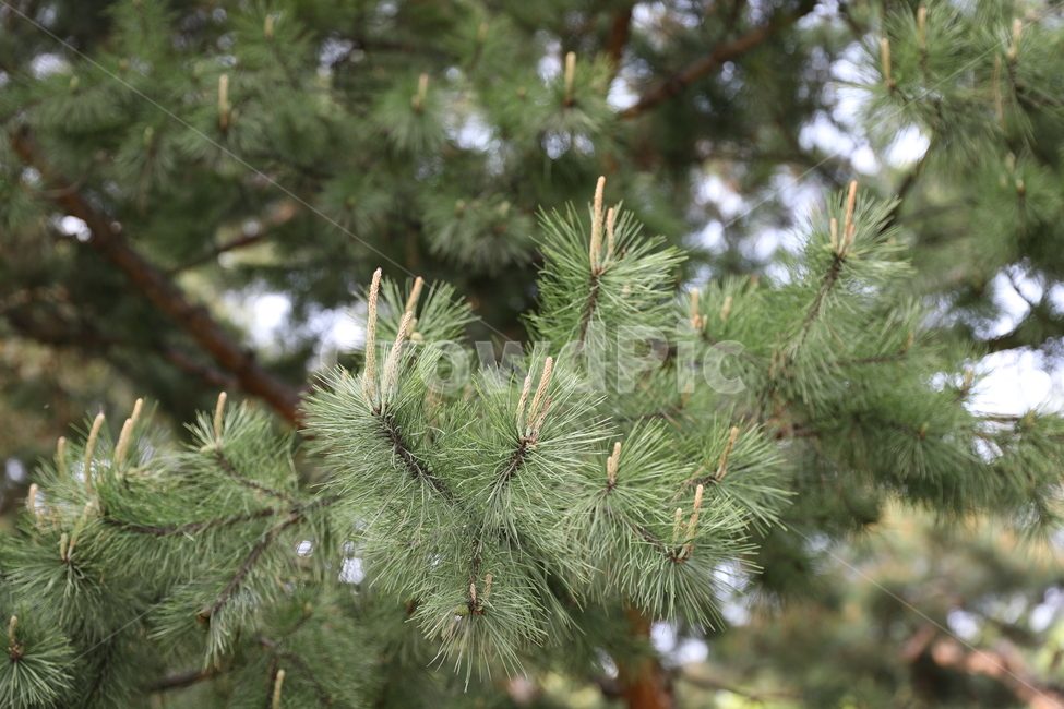 소나무,순,숲,나무,솔잎,솔,식물,자연,plants,nature,나무,trees,wood