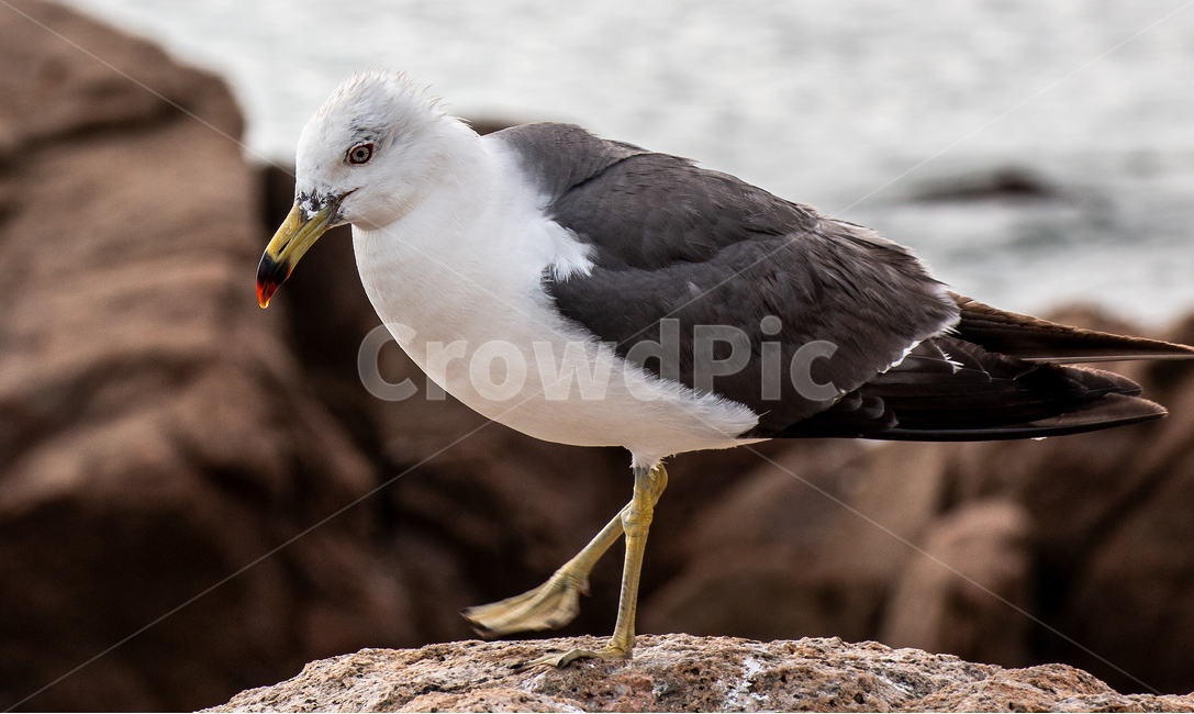 바닷가,바위,갈매기,부리,바다갈매기,동물,animal,조류,새,birds