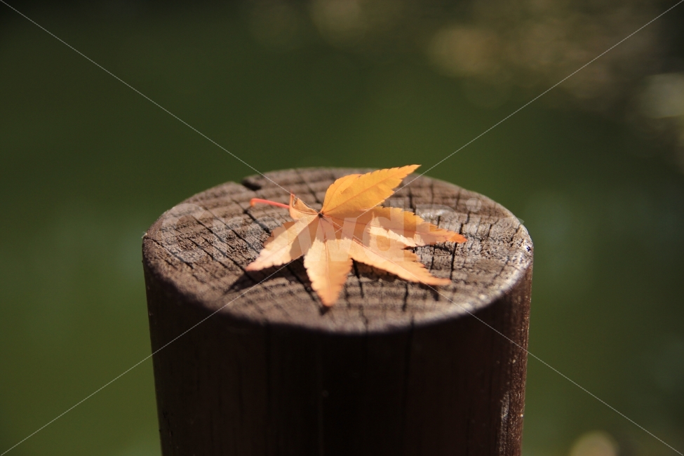 진주,수목원,자연,가을,단풍,가을,계절,fall,autumn,season,식물,자연,plants,nature,감성,sensible,feeling,plant,leaf,잎,tree,나무