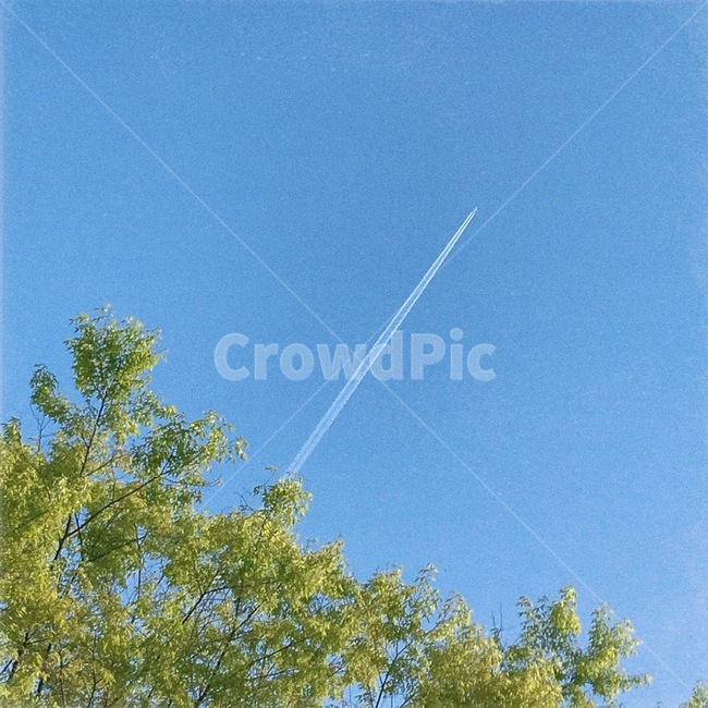 하늘,비행기,구름,나무,맑음,감성사진,감성,자연,풍경,nature,landscape,tree,plant,식물