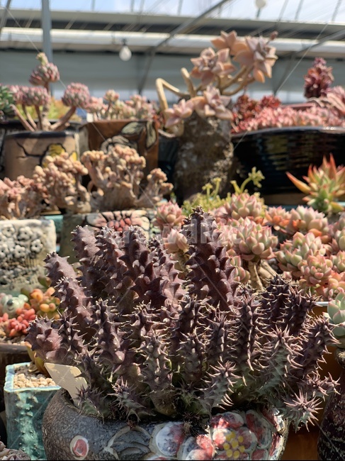 다육,식물,다육이,화분,농장,식물,자연,plants,nature