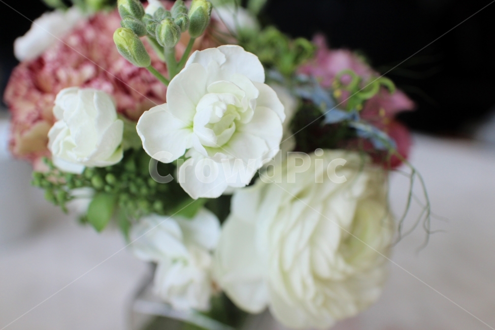 봄,꽃,겨울꽃,순수,청초,하얀꽃,스톡,라넌큘러스,플로리스트,꽃배경,꽃,flower,실내용화초,화분,화초,house plant,인테리어,실내디자인,interior design