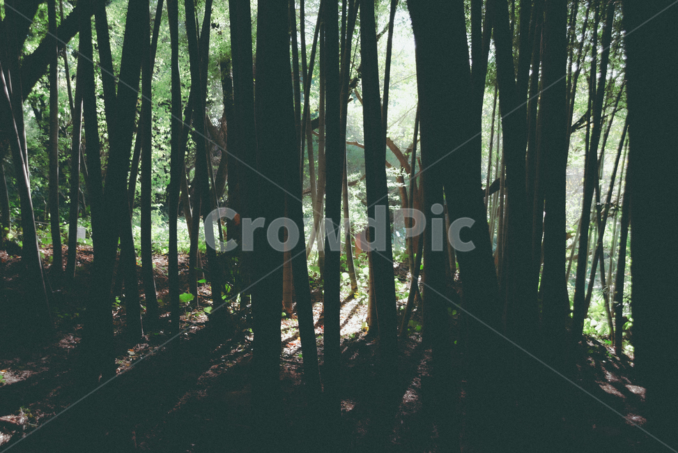 plant,식물,나무,숲,빛,그늘,그림자,나무,trees,wood