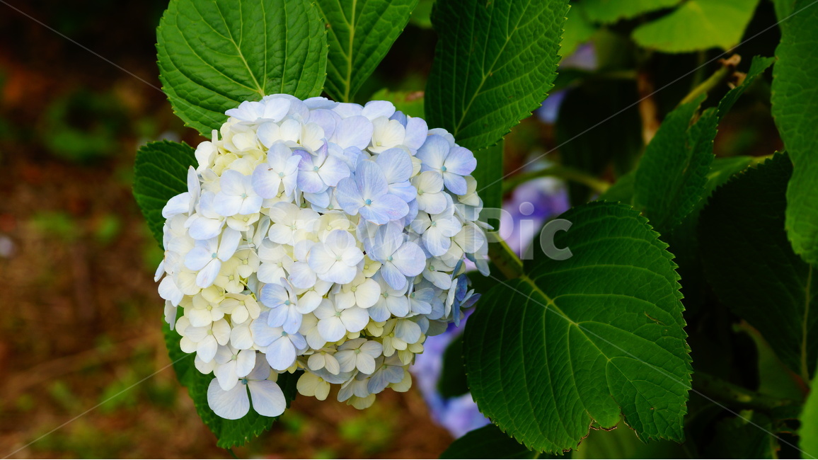 수국,수국꽃,꽃,꽃사진,식물,식물,자연,plants,nature,꽃,flower