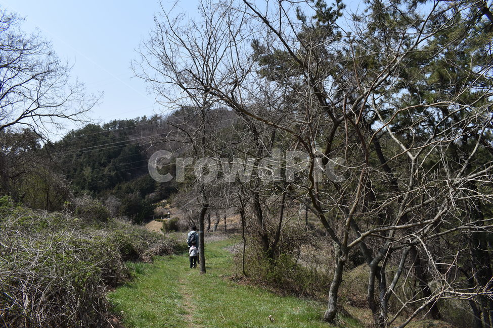 plant,식물,tree,ground,human,person,사람,숲,산,산책