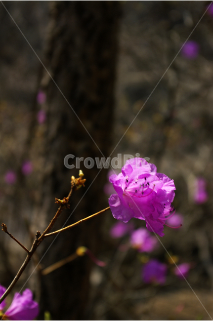 진달래,꽃,식물,숲,분홍,분홍색,봄,flower,spring,봄,계절,spring,season,식물,자연,plants,nature,꽃,flower,blossom,geranium,제라늄,plant